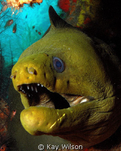 Green Moray, North Leeward coast of St. Vincent. by Kay Wilson 